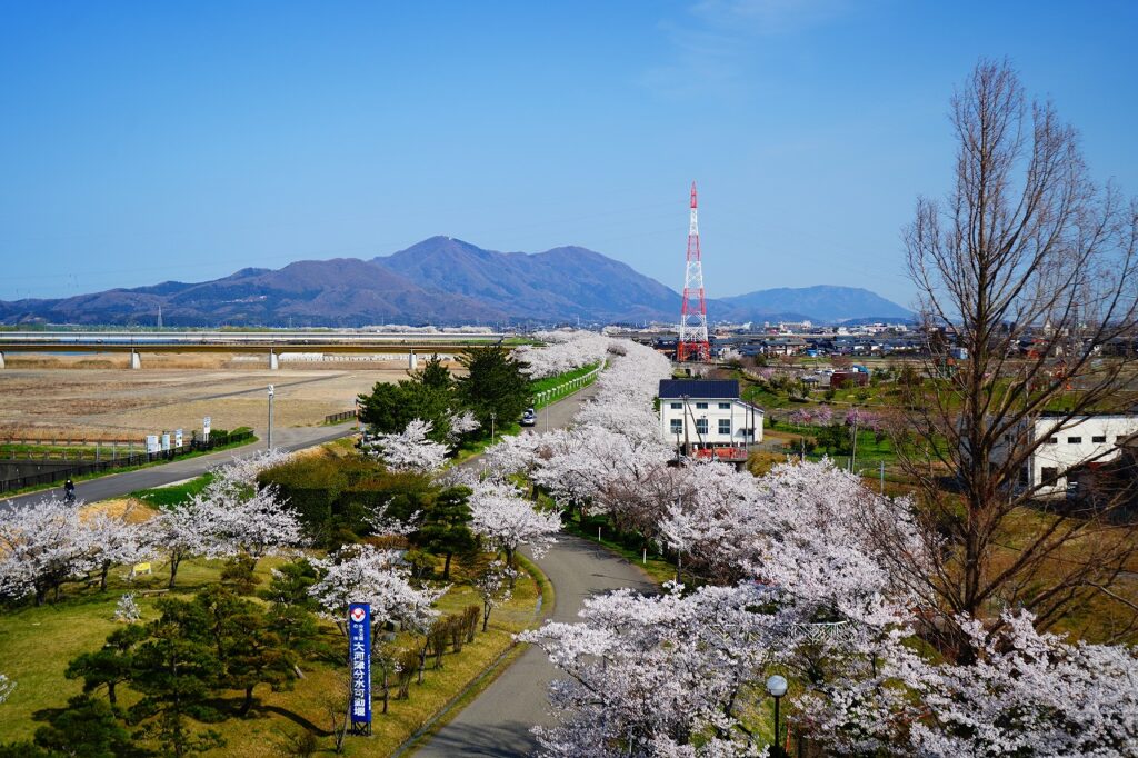 大河津分水の桜展 開催